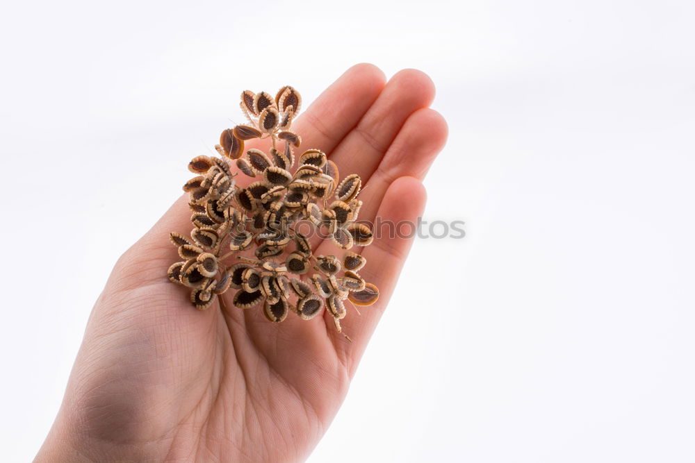 Similar – Image, Stock Photo Hand full of FALSCH gold jewellery