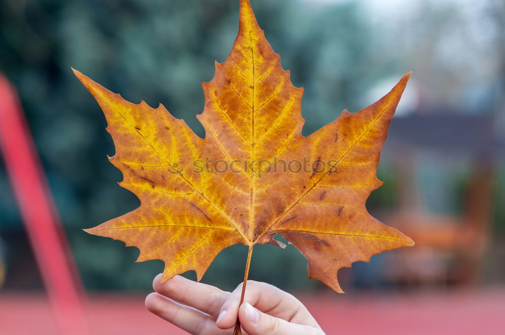 Image, Stock Photo Hand holding a leaf Nature
