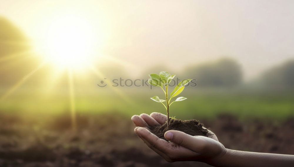 Similar – Image, Stock Photo hand holding leaves in spring or summer season