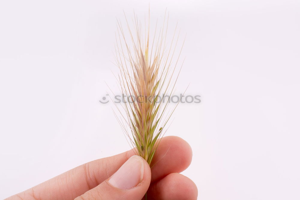 Similar – Image, Stock Photo Grain in hand Food