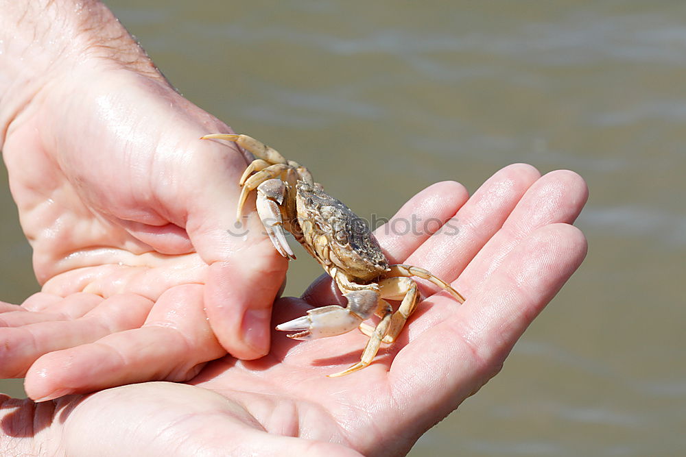 Similar – Crop hand with crayfish