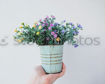 Similar – Female hands hold flowers pot