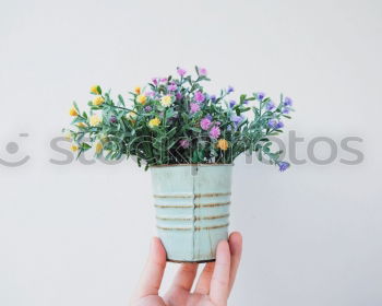 Similar – Female hands hold flowers pot