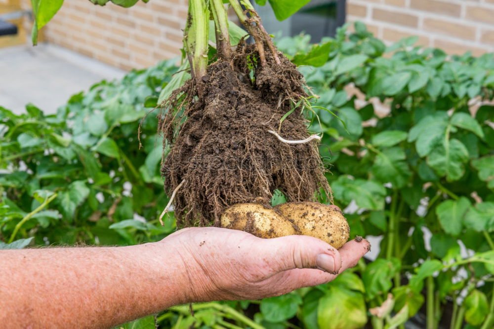 Image, Stock Photo Hand holding fresh potatoes