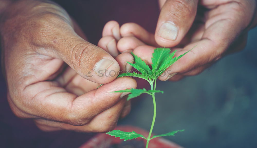 Similar – Image, Stock Photo fresh organic peas harvest