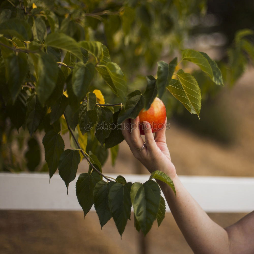 Similar – Image, Stock Photo Tomato child III Food