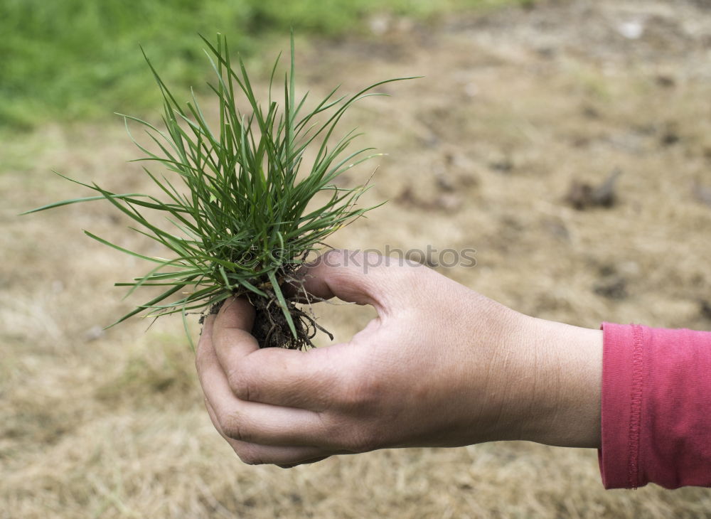 Similar – Image, Stock Photo Hobby gardener plants rosemary in a raised bed