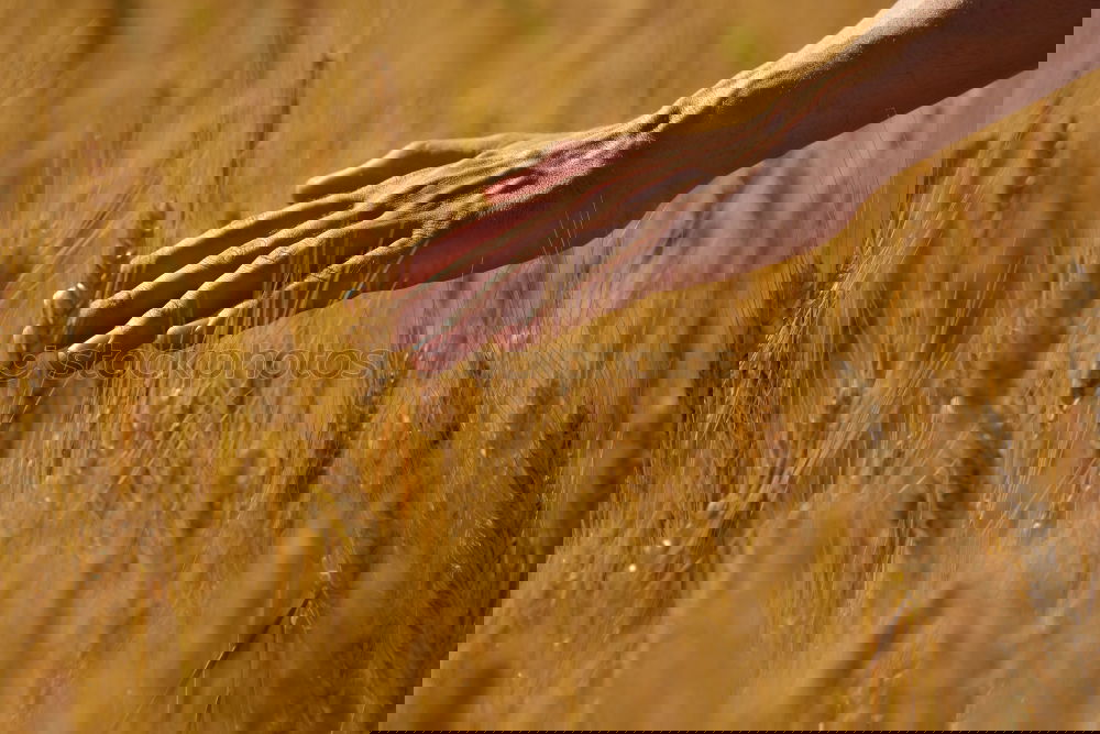 Similar – Image, Stock Photo another grain Food Grain