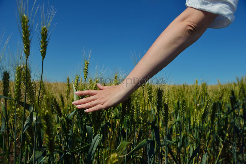 Similar – Image, Stock Photo gleamb Food Grain