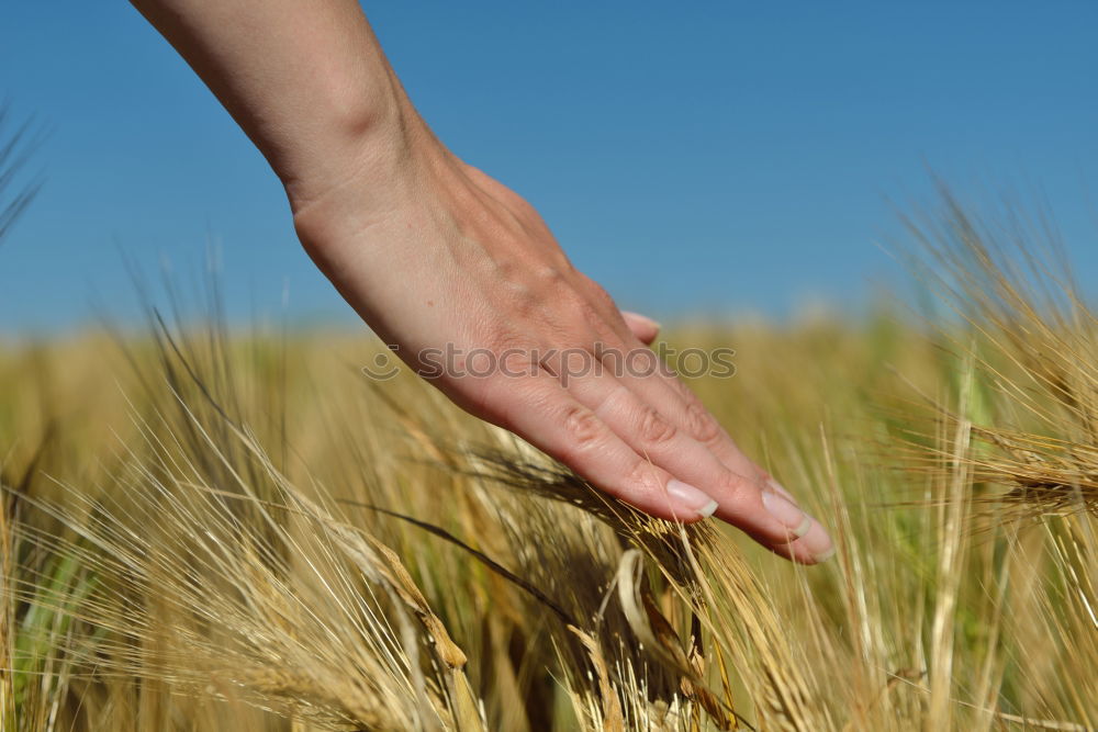 Similar – Image, Stock Photo Crop person walking in summer field