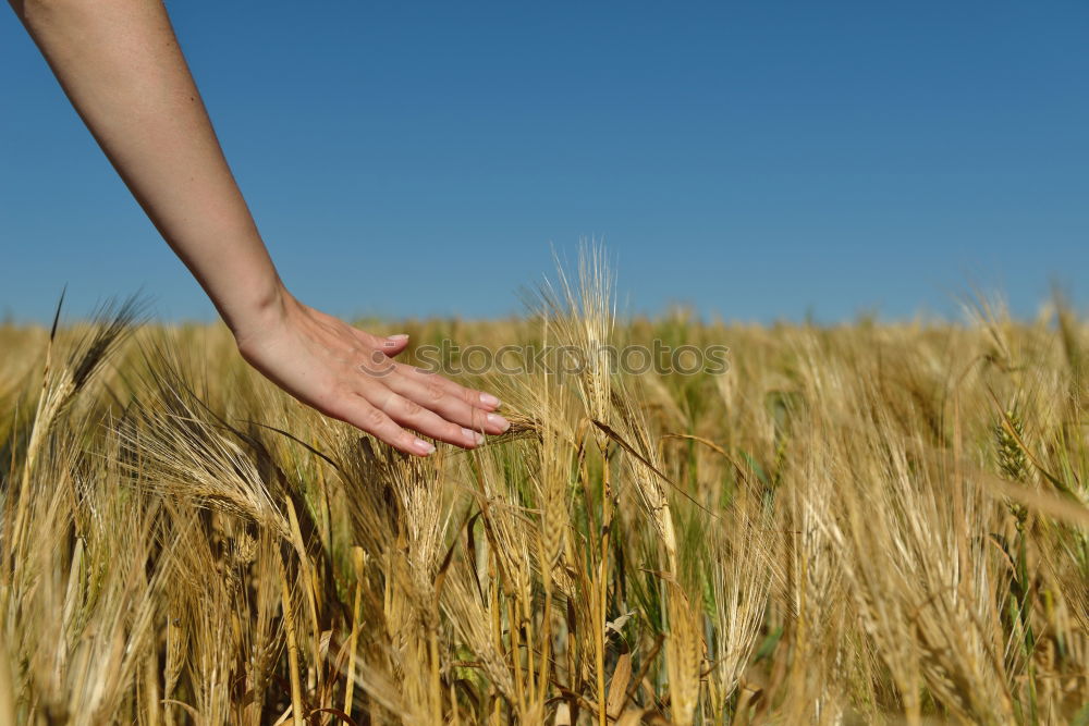 Similar – Image, Stock Photo gleamb Food Grain