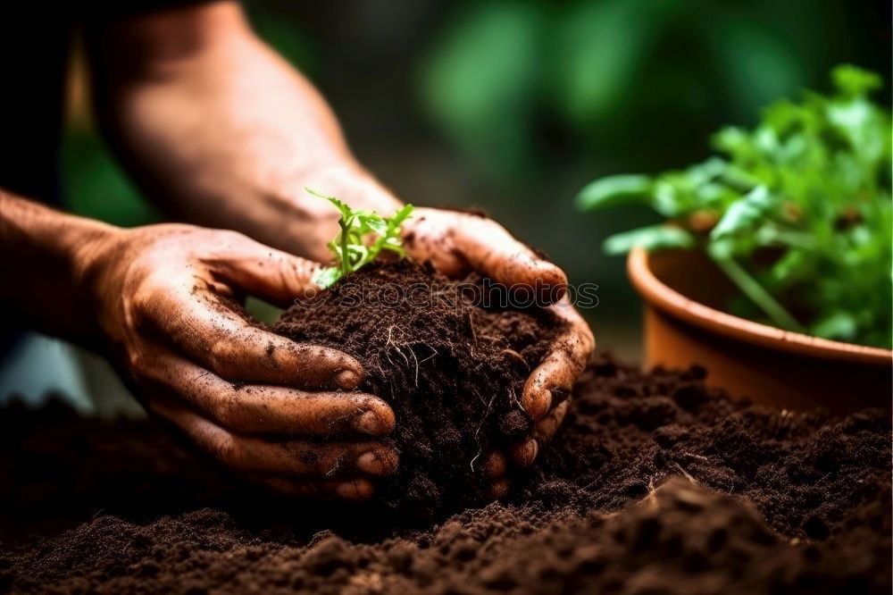 Similar – Image, Stock Photo Woman’s hands transplanting plant.