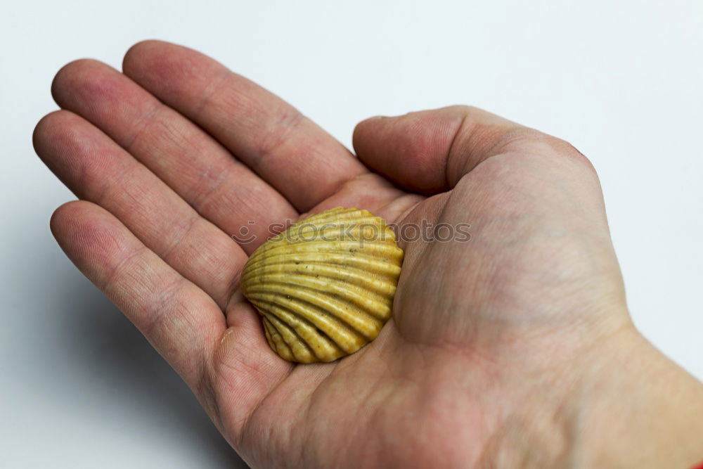 Similar – Image, Stock Photo SNAIL Nature Animal