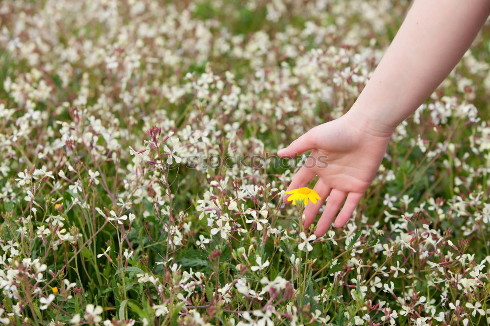 Similar – Image, Stock Photo Flower_and_foot-1