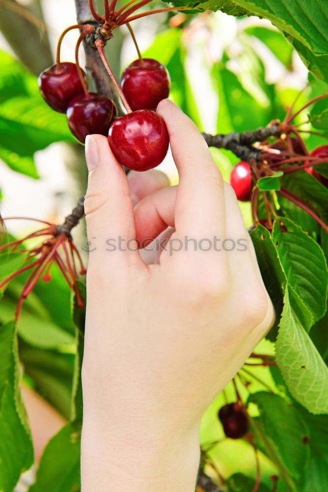 Similar – Image, Stock Photo Children’s hands holding blackberries