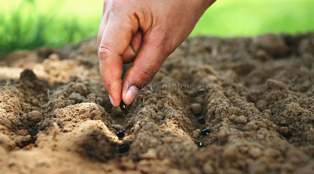 Similar – Image, Stock Photo sun Grass Green