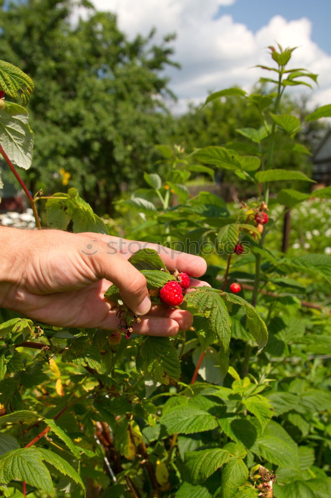 Similar – Image, Stock Photo rose hips Food Tea