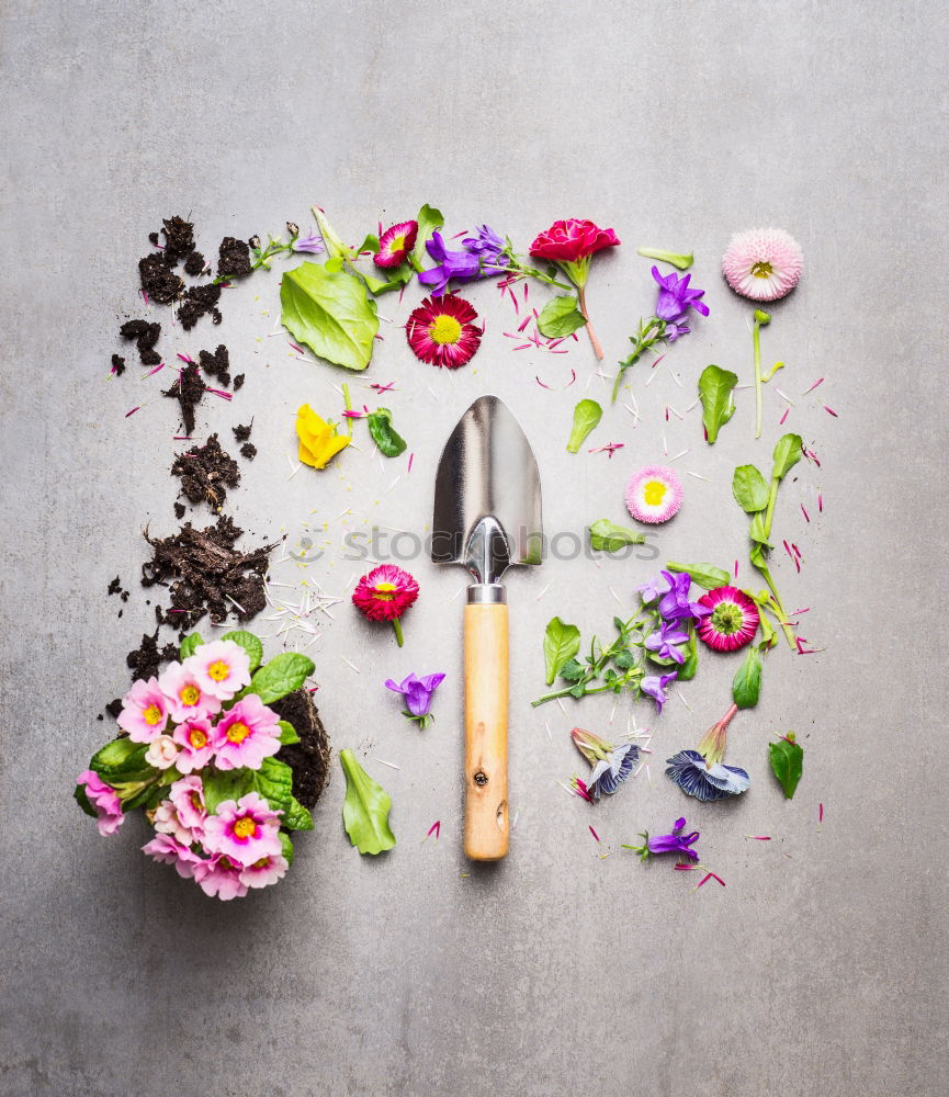 Similar – Summer flowers and garden tools