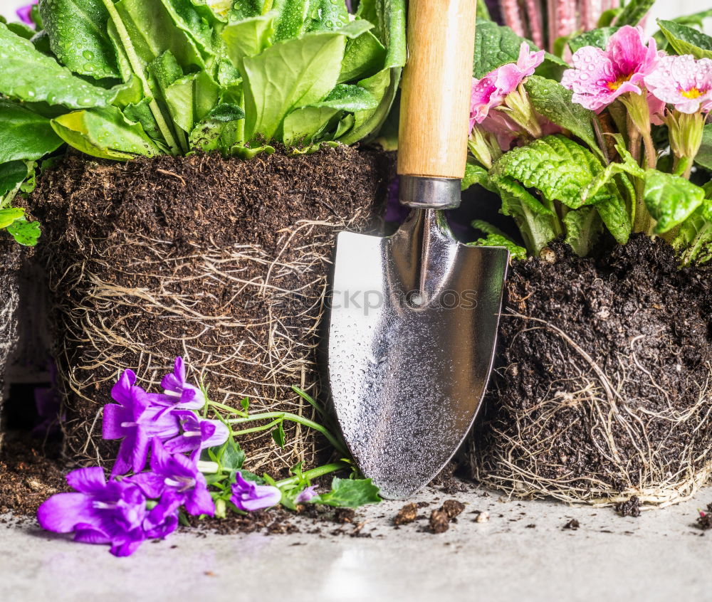 Similar – Image, Stock Photo Garden shovel and potted flowers