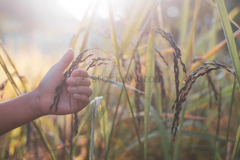 Similar – Summer feet in the field