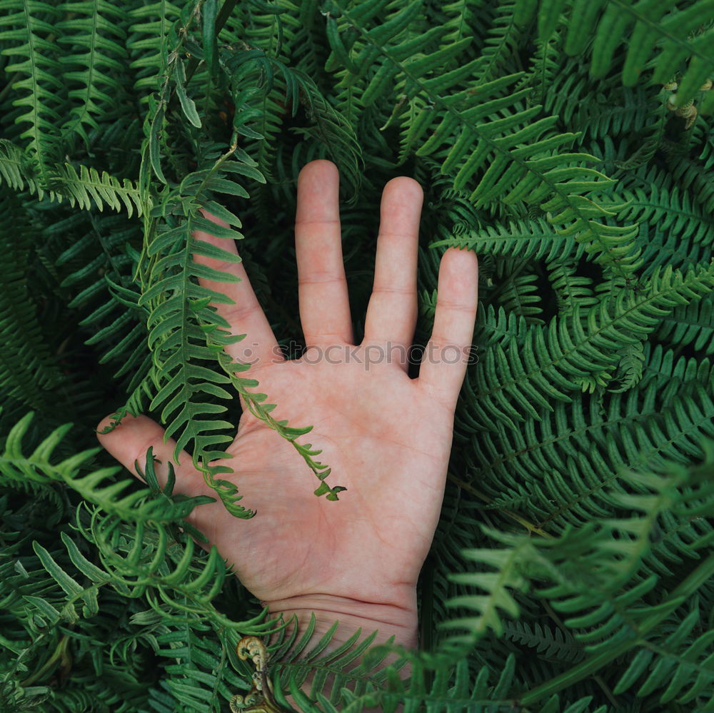 Similar – Image, Stock Photo Person holding fern leaf