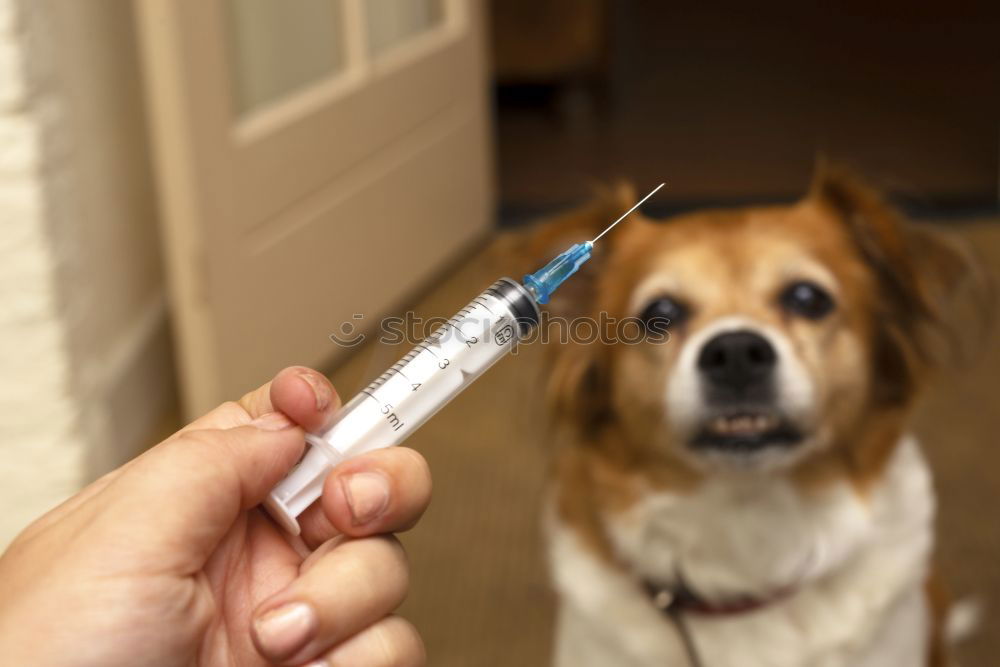 Similar – Hand with syringe and dog preparing for vaccine injection