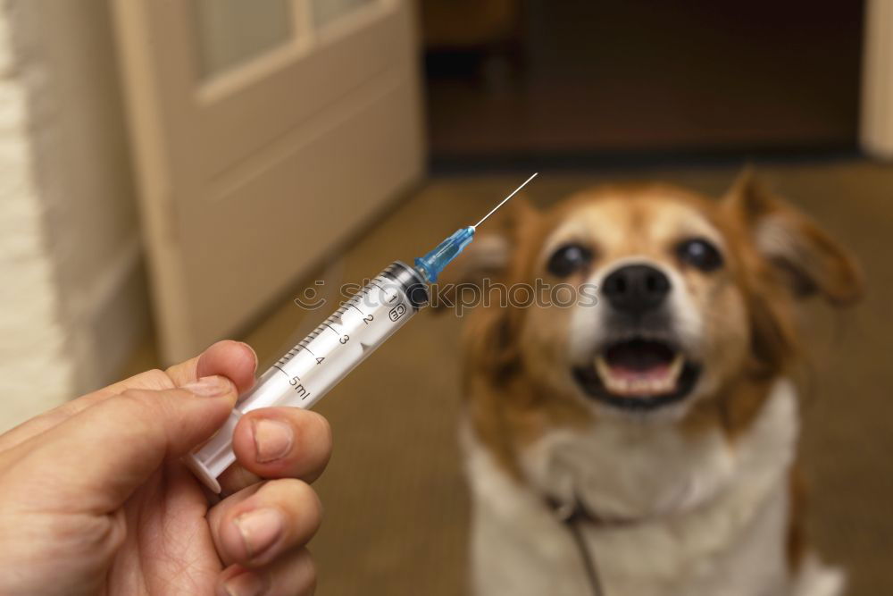 Hand with syringe and dog preparing for vaccine injection