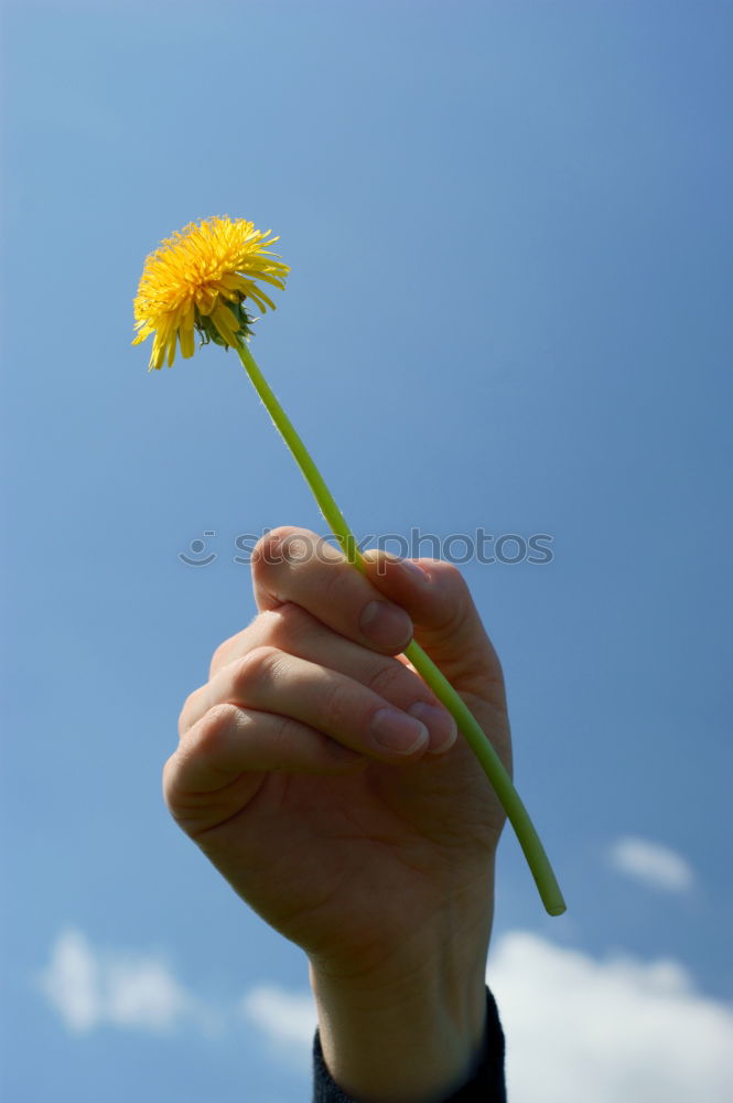 Similar – Image, Stock Photo Bellows! Dandelion Flower