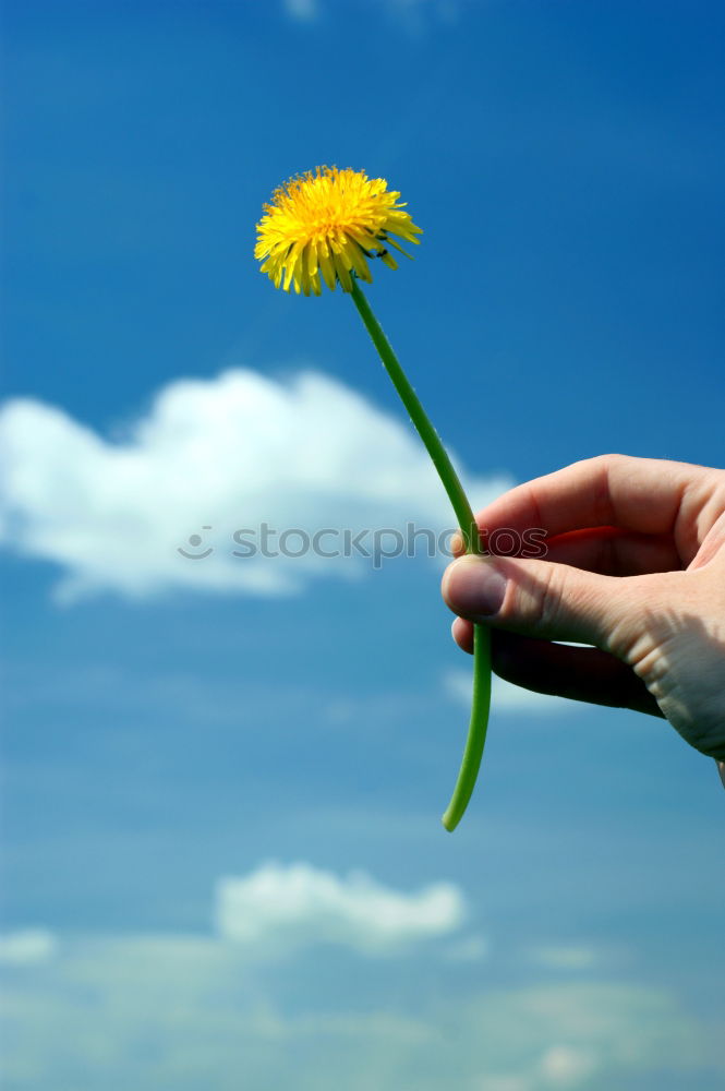 Similar – Image, Stock Photo ::: I love you! ::: Flower