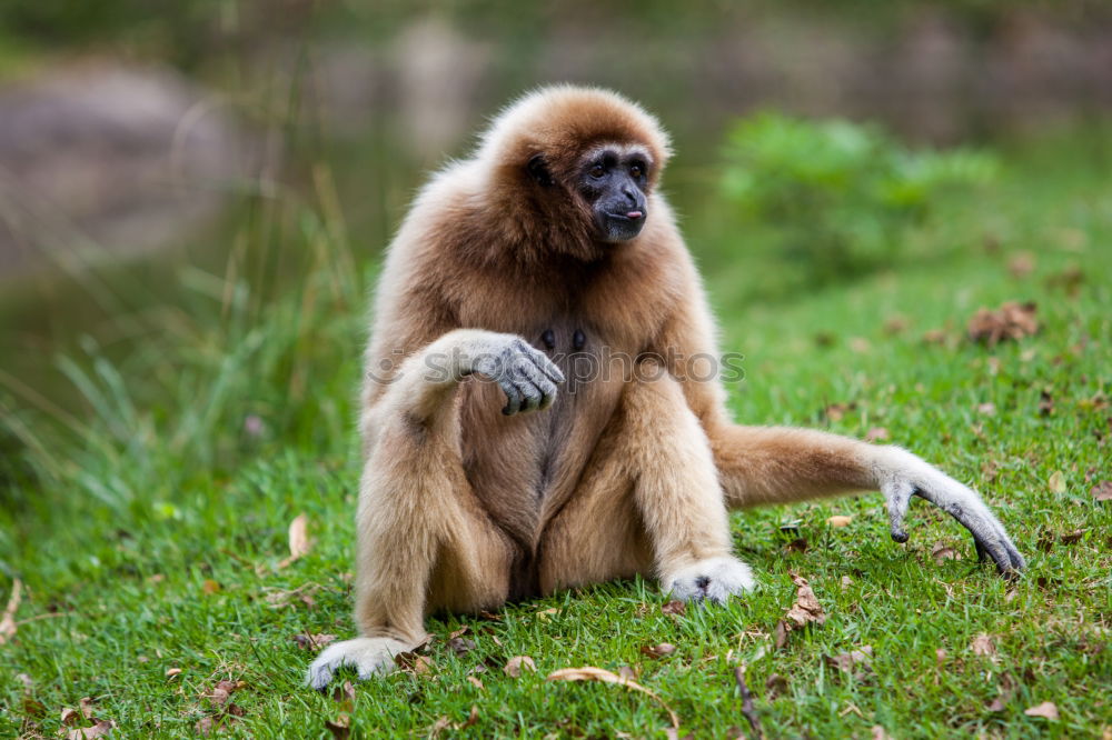 Similar – Image, Stock Photo Drill Monkey (Mandrillus Leucophaeus) Portrait