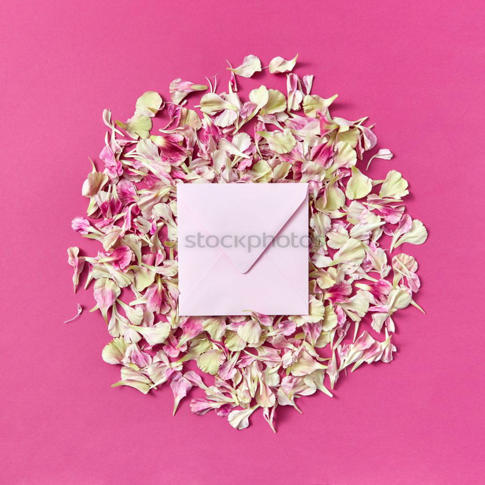 Similar – Image, Stock Photo White envelope with flowers on pink background