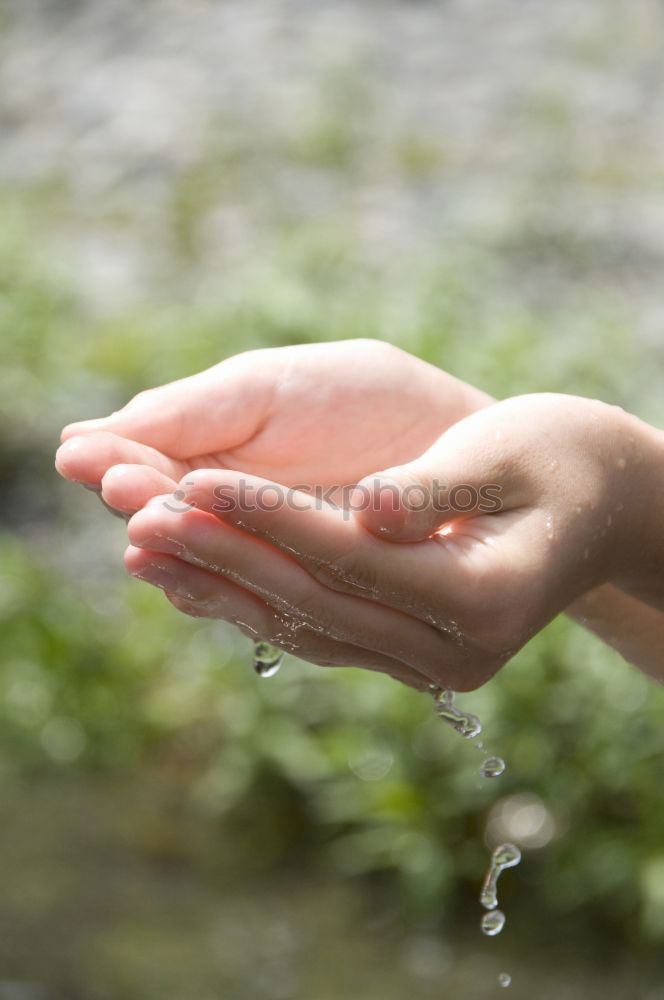 Similar – Young water frog sitting on hand