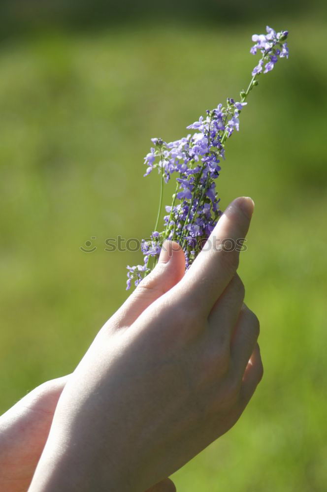 Similar – Image, Stock Photo snip Gardening Botanist