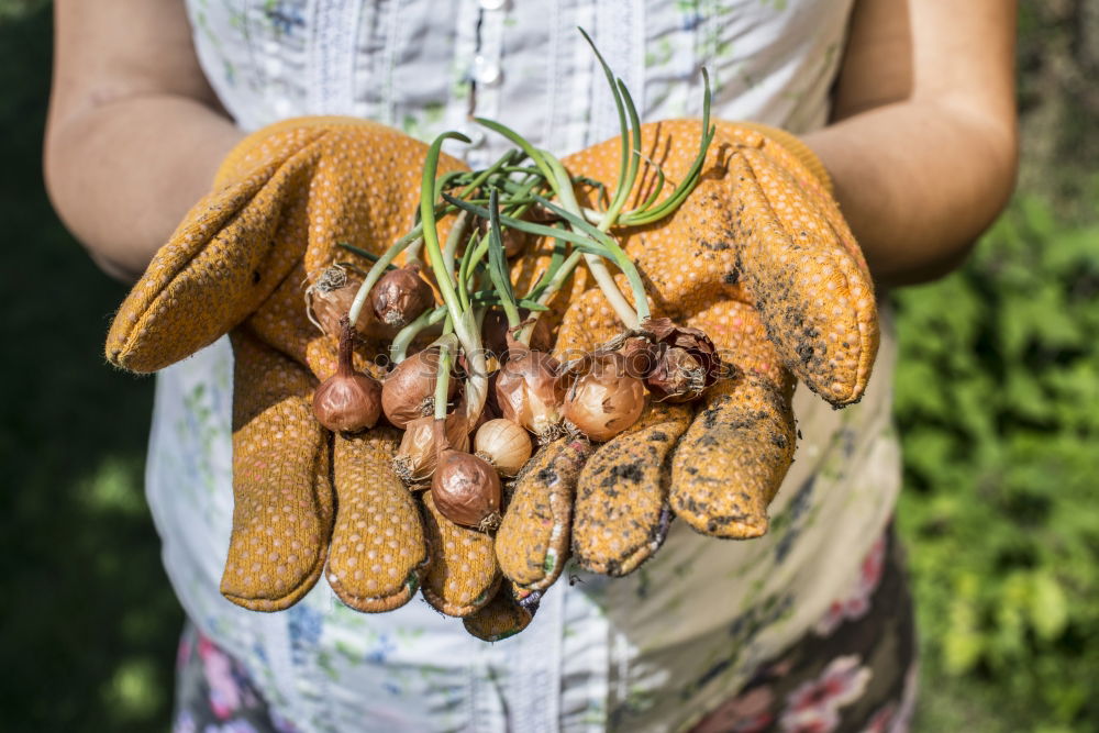 Similar – Planting potatoes