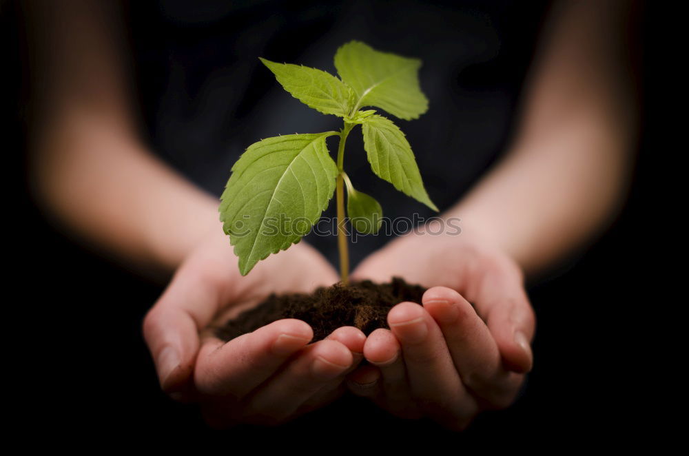 Similar – Image, Stock Photo Hands hold mint leaves