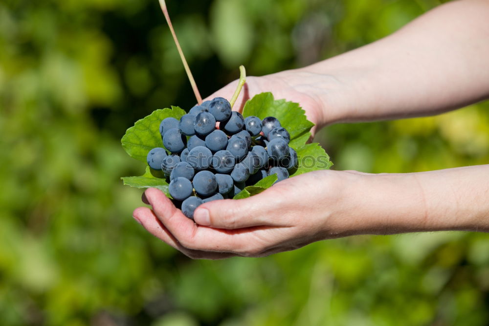 Similar – Image, Stock Photo Children’s hands holding blackberries