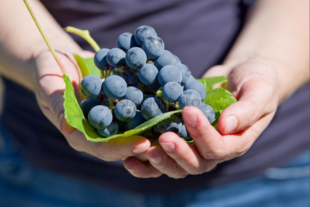 Similar – Image, Stock Photo Freshly harvested on the table