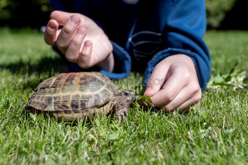 Similar – Foto Bild Kind mit zwei Schildkröten