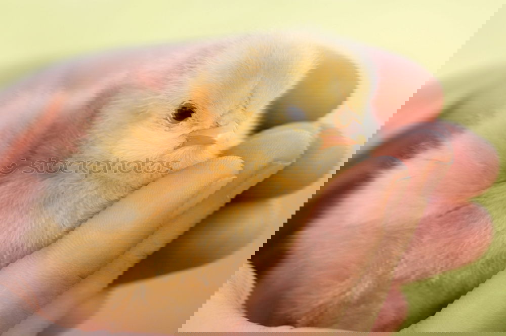 Similar – Image, Stock Photo Young duck in the hands of a girl