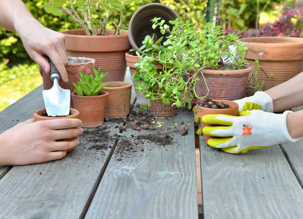 Similar – Image, Stock Photo Stock photo of transplanting plant