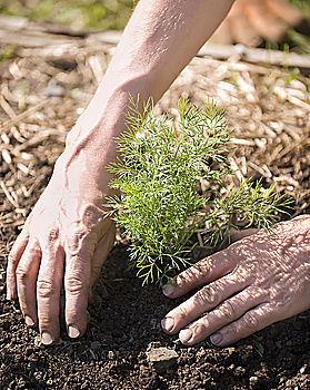 Similar – FORGET-ME-NOT Hand Earth