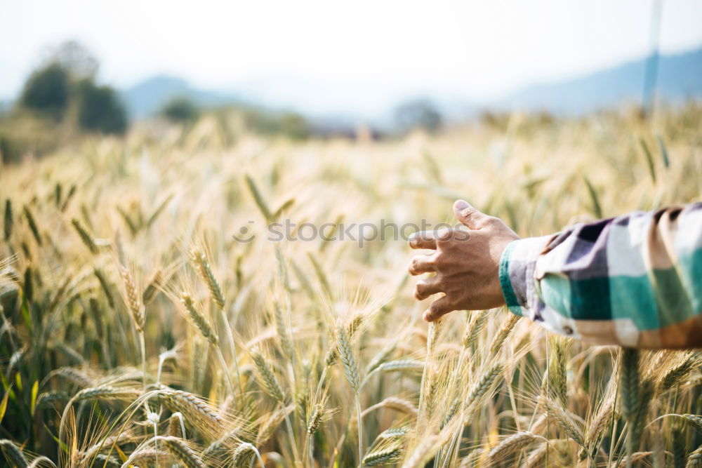 Similar – Young cowgirl in a field of cereals