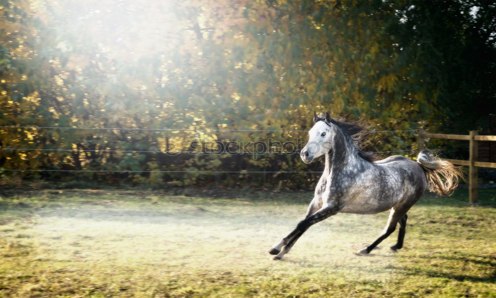 Similar – Image, Stock Photo almost a donkey Horse