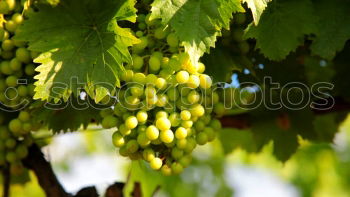 Similar – Image, Stock Photo Grapes 5 Summer