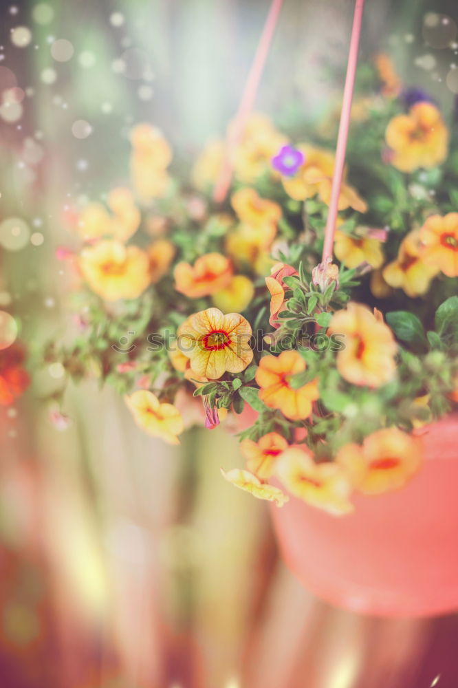 Hanging garden flowers in pot