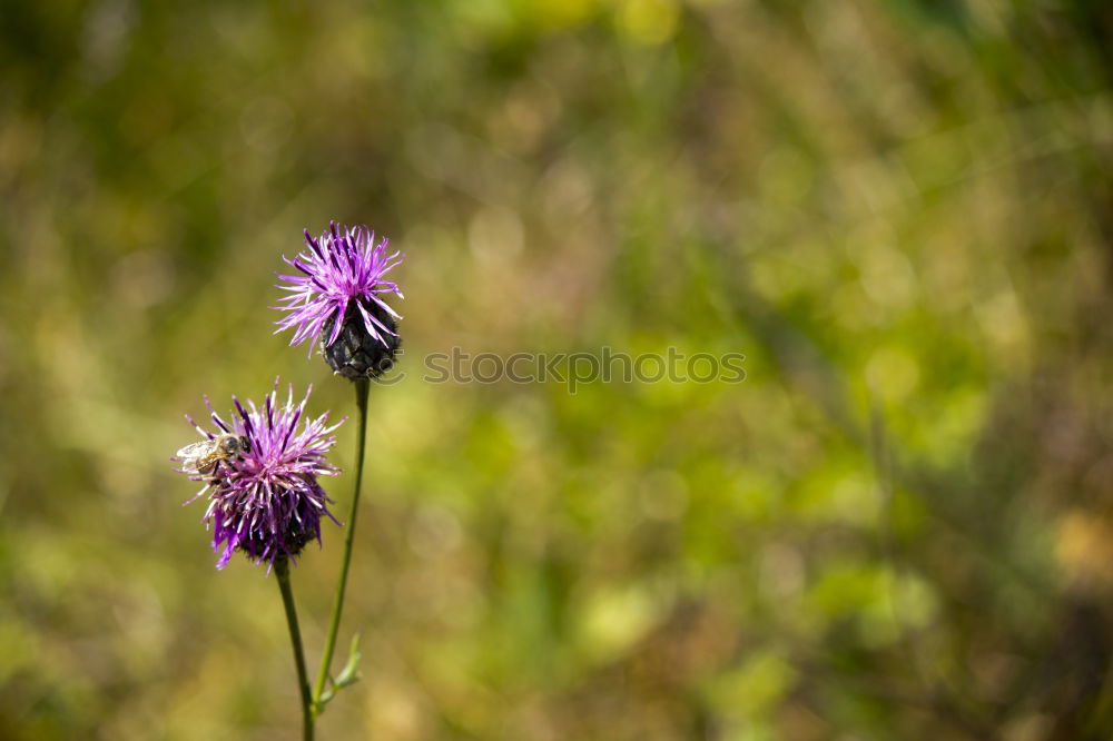 Similar – Foto Bild 1950 Umwelt Natur Pflanze