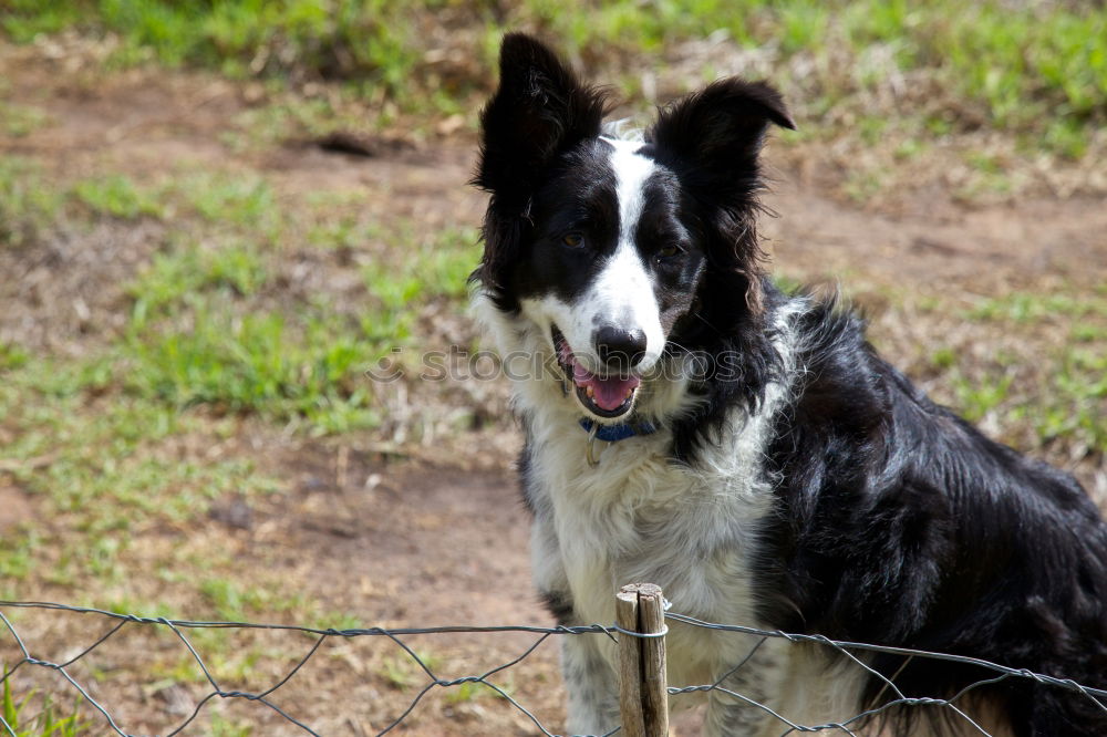 Similar – Border Collie Säugetier