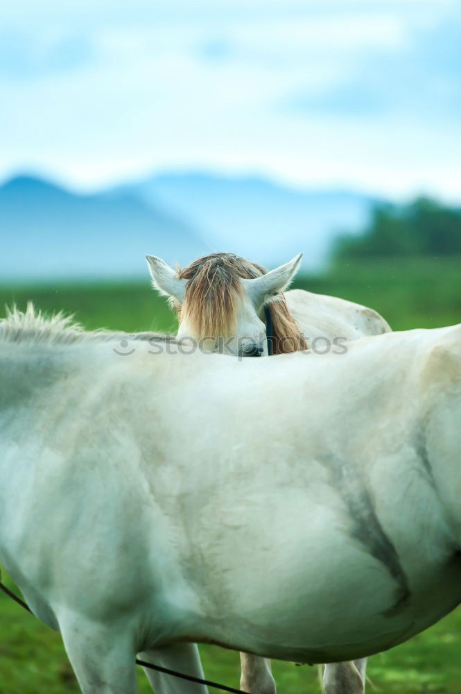 Image, Stock Photo horse whispering