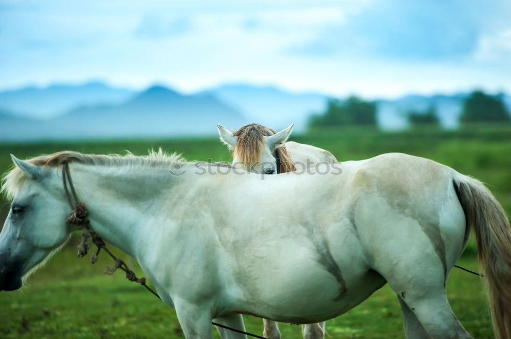 Similar – Image, Stock Photo End time mood in the Dolomites