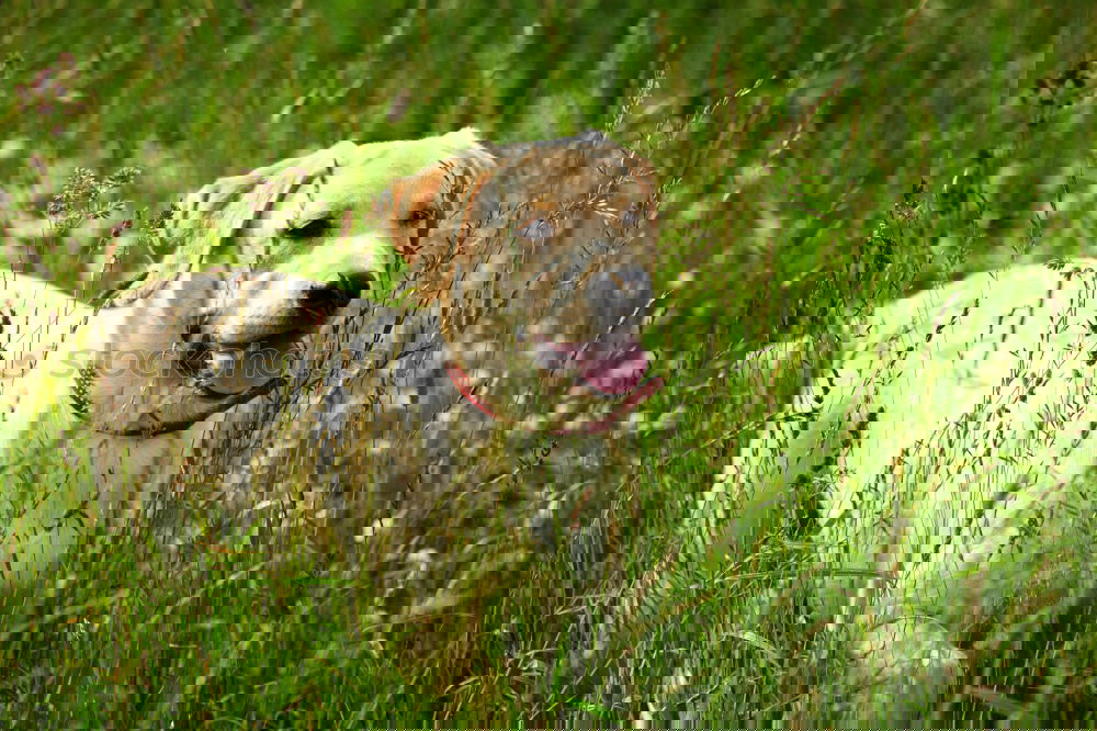 Similar – Image, Stock Photo Blonde in the green.